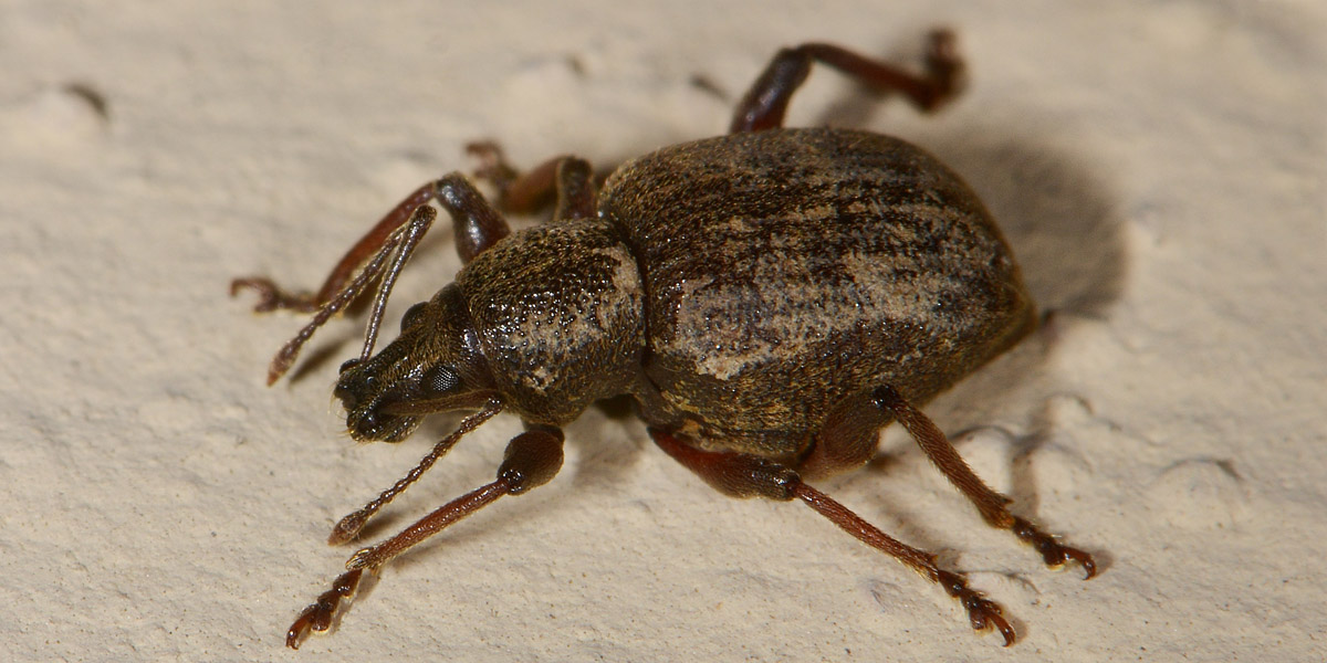 Curculionidae: Dodecastichus geniculatus, femmina